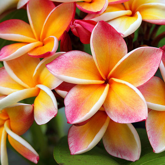 Plumeria